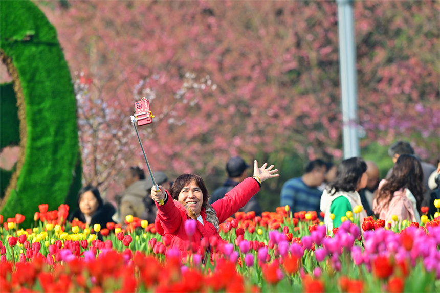 重慶南山植物園，市民在郁金香花海里打卡合影。郭旭攝