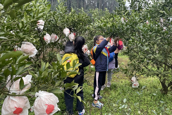 紅領巾小小志愿者采摘柑橘。團巴南區(qū)委供圖