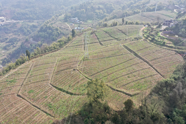 新增的葡萄園正在栽種果苗。景區(qū)供圖