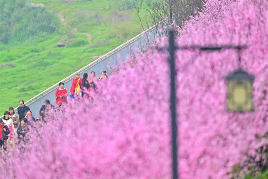 江灘公園美人梅開，市民享受春游美好時光。郭旭攝