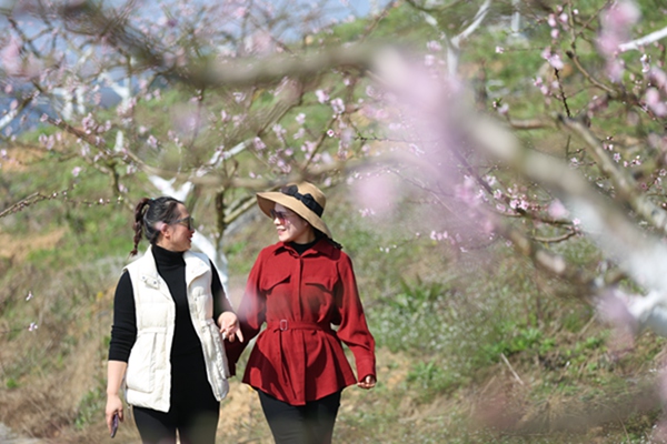 游客在桃花林見(jiàn)漫步。東溫泉鎮(zhèn)供圖