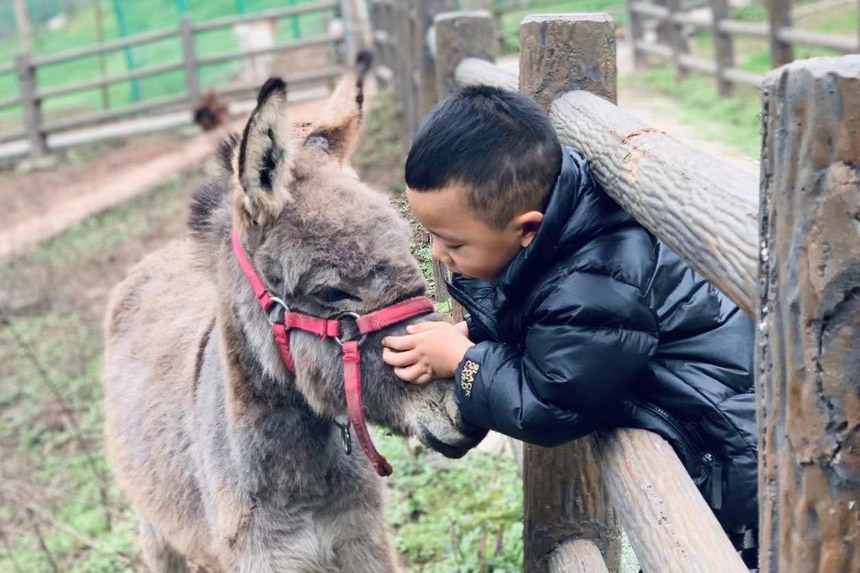 與小動物親近。朝陽幼教集團供圖