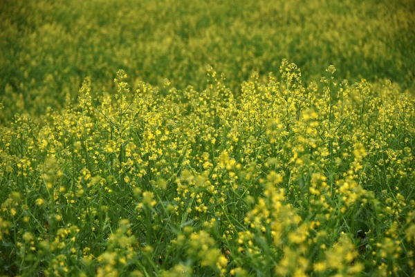 青菜頭花盛開田野。黃河攝