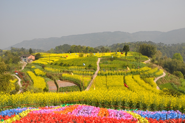 油菜花盛開。一品街道供圖