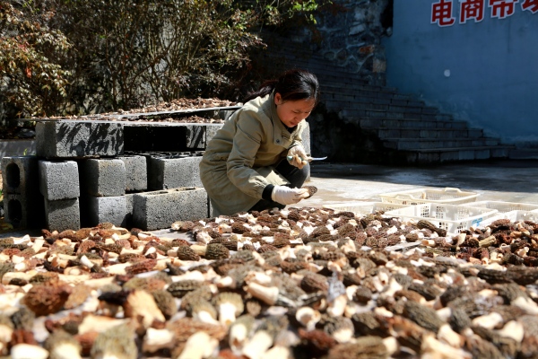 晾曬羊肚菌。儲(chǔ)瀟攝