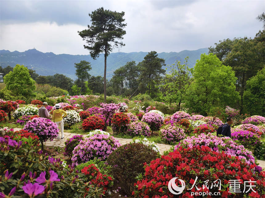 游客在放牛村杜鵑花海中賞花游玩。人民網(wǎng) 陳琦攝