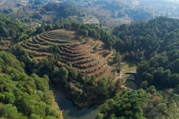 大順村茶山。大順鎮(zhèn)供圖