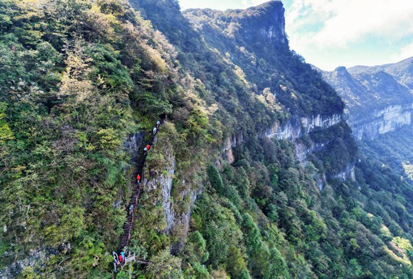 金佛山登山步道。景區(qū)供圖