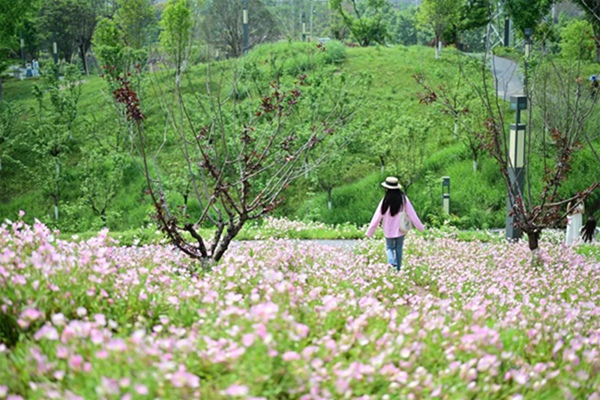 粉白色的花朵層層疊疊、連綿成片。郭旭攝