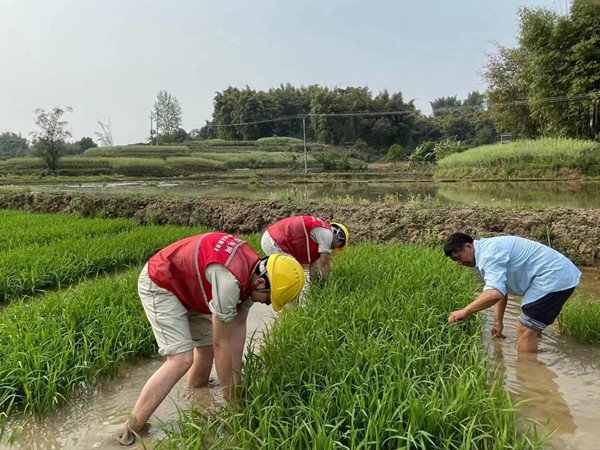 助農(nóng)服務(wù)隊(duì)下田間，幫助村民插秧?yè)尨簳r(shí)。龍光明攝