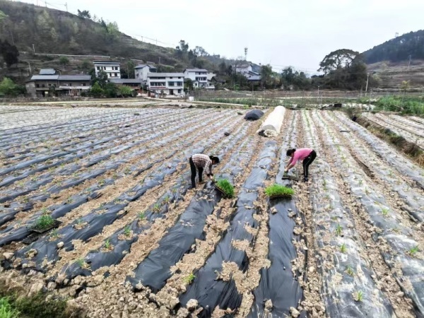 福林村福留果蔬農(nóng)場內(nèi)工人正在移栽玉米苗。覃寧波攝