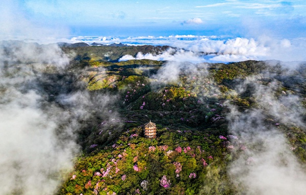 南川金佛山景區(qū)。景區(qū)供圖