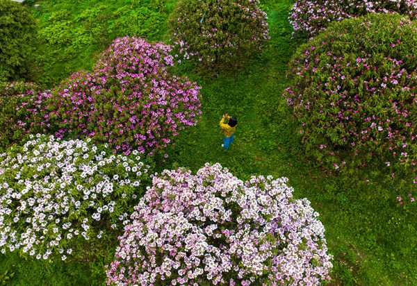 金佛山杜鵑花迎來最佳觀賞期。景區(qū)供圖