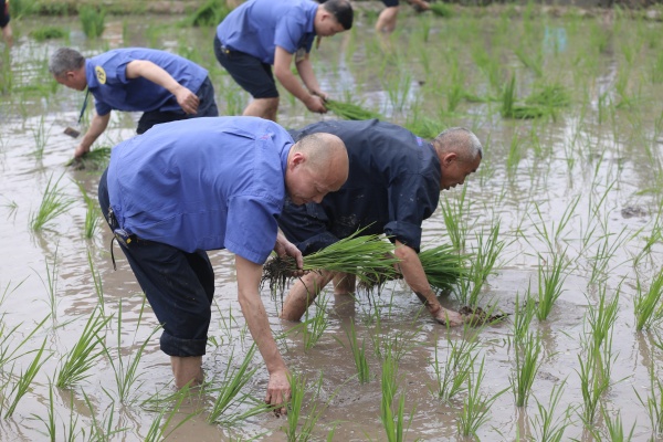 員工在“空中水田”體驗(yàn)插秧樂(lè)趣。美心集團(tuán)供圖