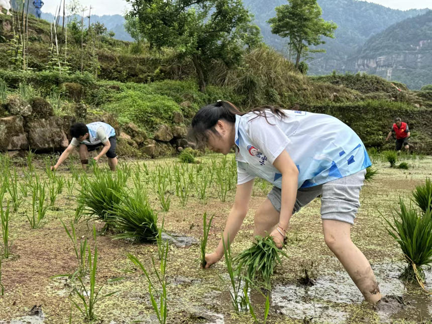 青年志愿者們正在田間勞作。共青團(tuán)綦江區(qū)委供圖