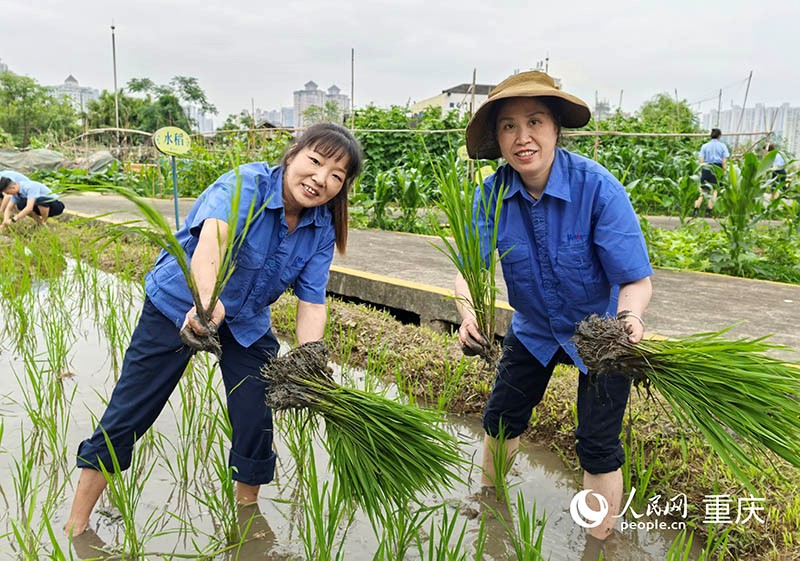 企業(yè)員工工作之余，可以下田插秧，體驗(yàn)農(nóng)趣。 人民網(wǎng)記者 馮文彥攝