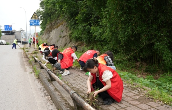 志愿者們正在清理道路旁雜草。鄒松攝