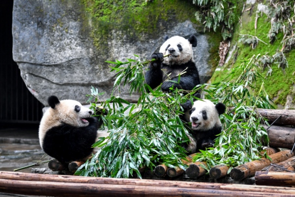 重慶動(dòng)物園。曹鳴鷗攝