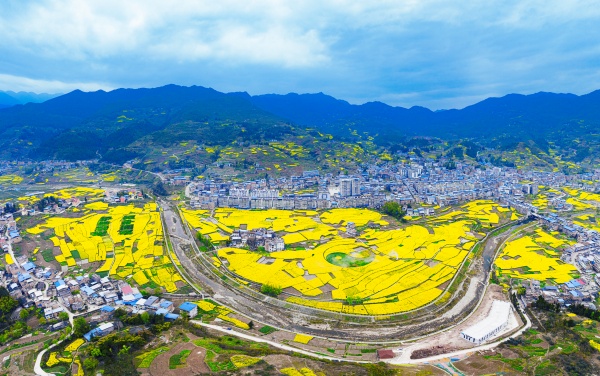 萬(wàn)畝油菜花。甲高鎮(zhèn)供圖