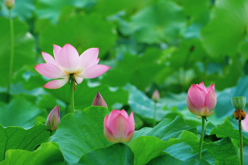 在大足賞荷，慢享盛夏時(shí)光。玉安攝