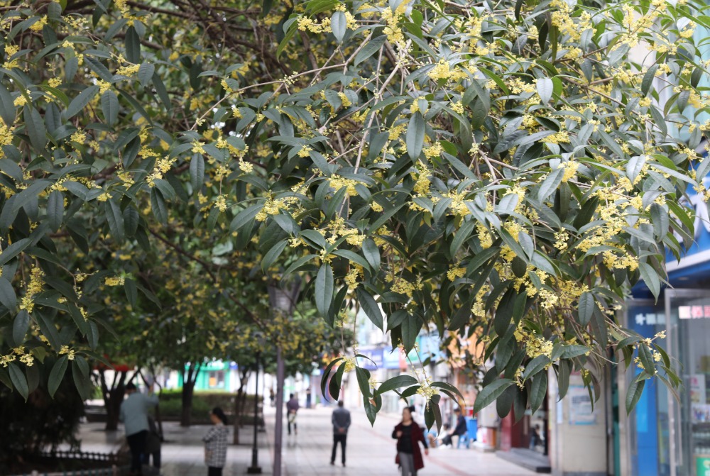 10月14日，沙坪壩區(qū)天星橋街道柑子村社區(qū)，一小區(qū)的桂花樹進(jìn)入盛花期。特約攝影 孫凱芳