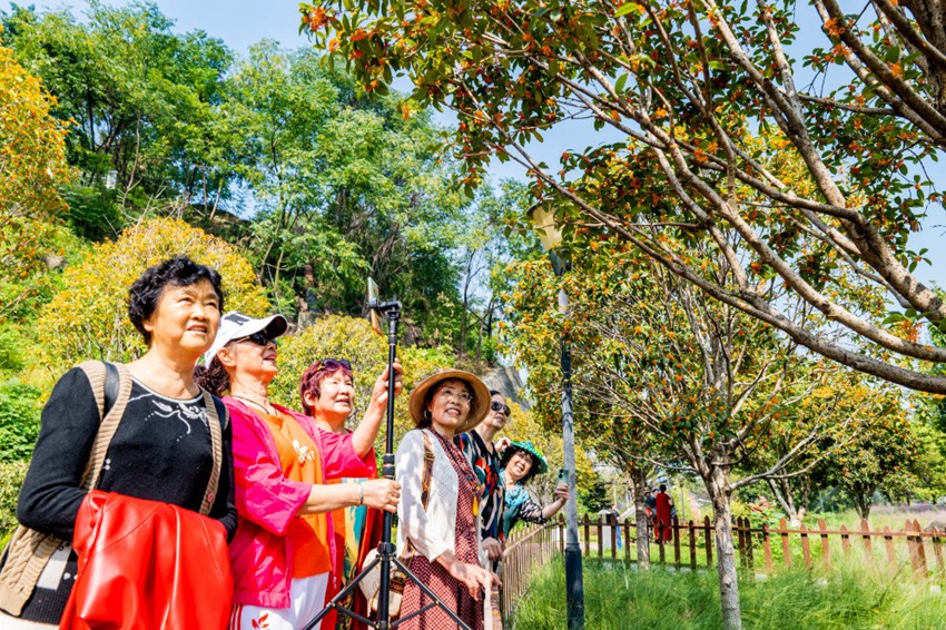 10月15日，大渡口區(qū)香濤公園，盛開的桂花吸引不少市民游客前來拍照合影。通訊員 劉映呈 攝