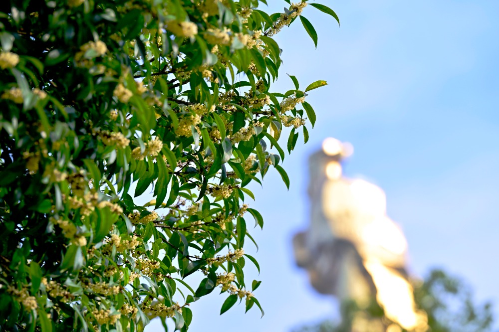 10月15日，南岸區(qū)南山，桂花飄香，香甜的桂花與大金鷹同框 。特約攝影 郭旭